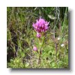 purple owls clover